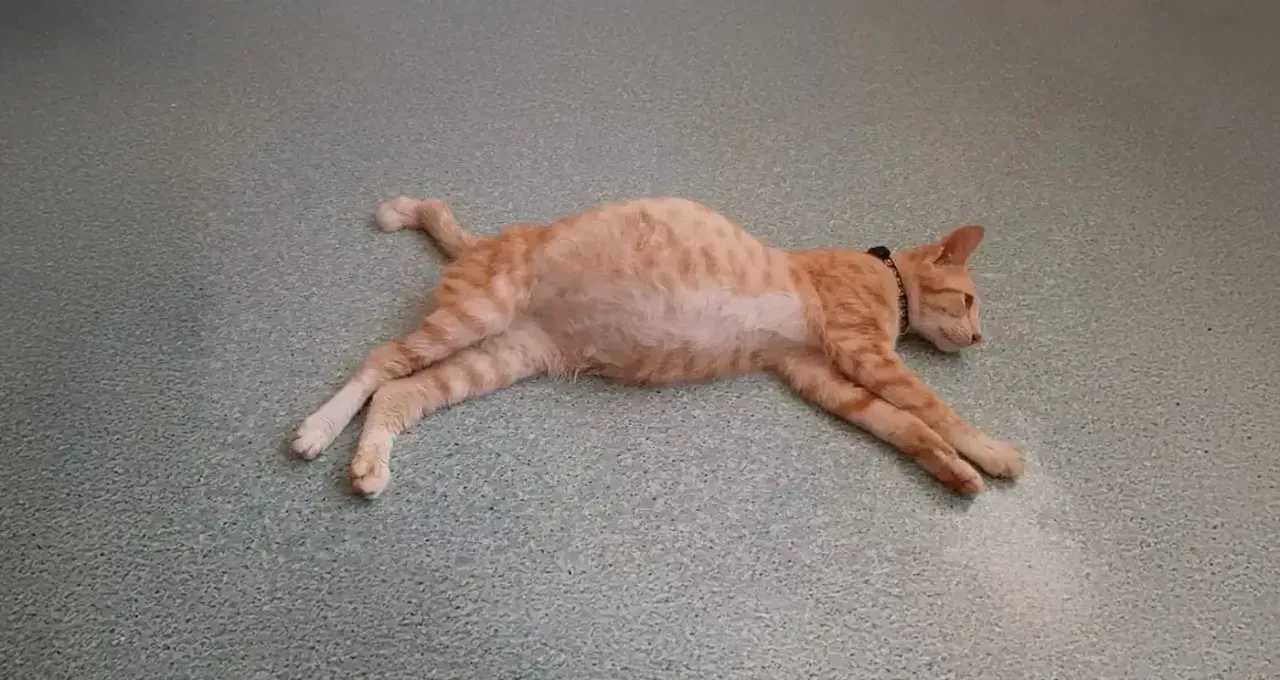 Sokak kedilerinde FIP alarmı