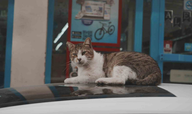 Sokak kedilerinin market mesaisi