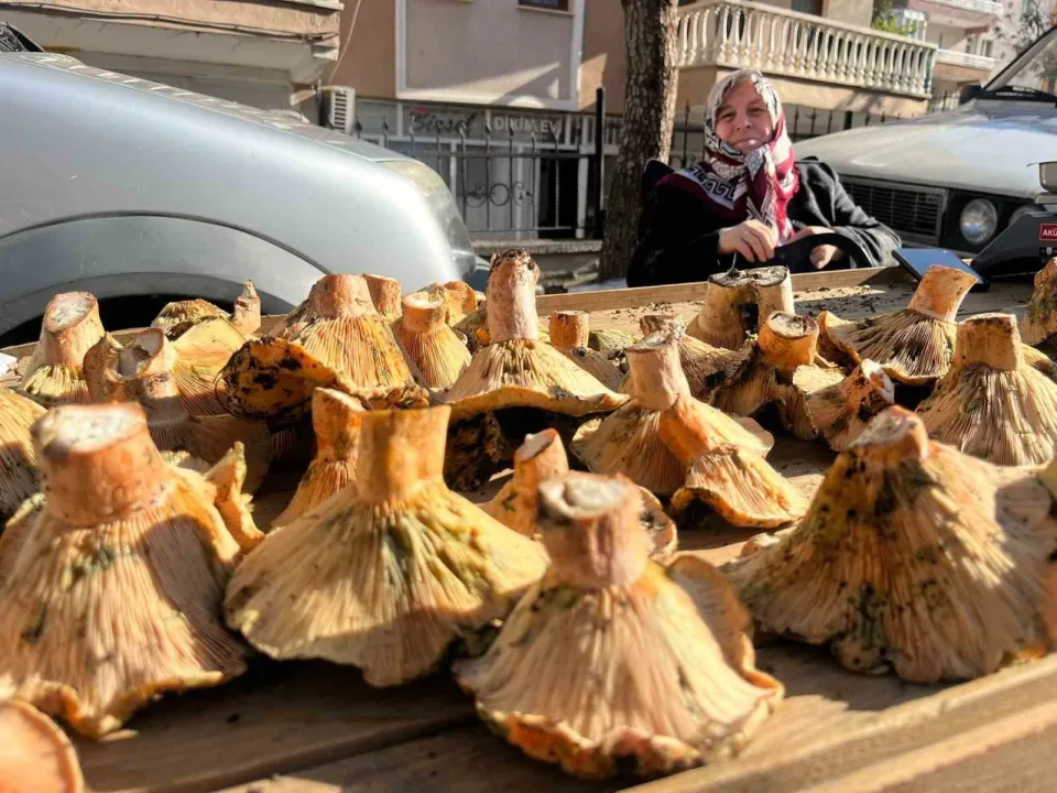 Tavşanlı pazarında mantar mesaisi