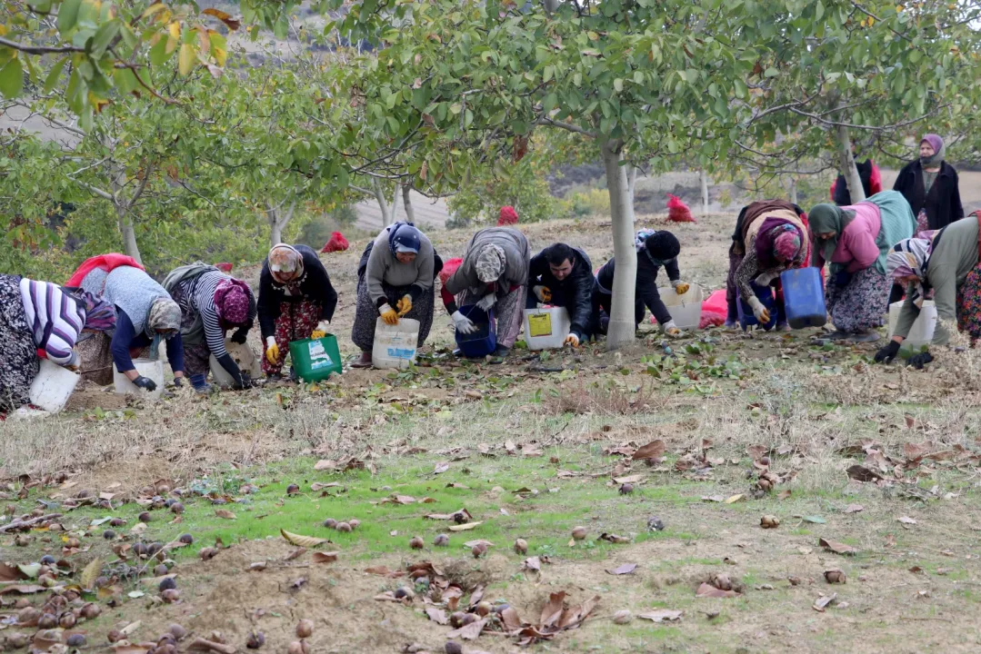 Tekirdağ'da bozuk orman arazisinde yetiştirilen cevizlerin hasadı başladı