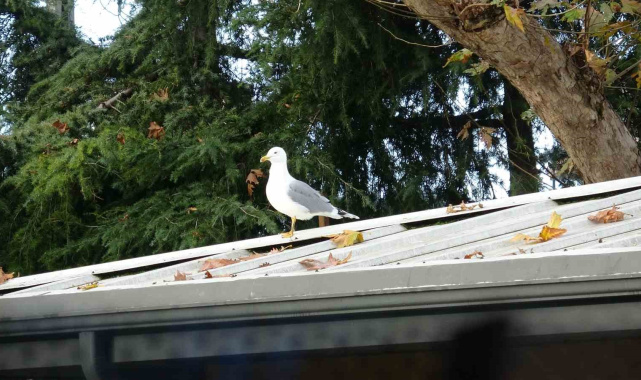 Toplar çatıya takılınca çözüm martıdan geldi: Öğrencilerin yeni "Top Kurtarıcısı" martı oldu