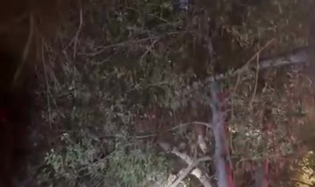 Topunu almak için çıktığı ağaçtan inemeyen çocuğun yardımına itfaiye yetişti