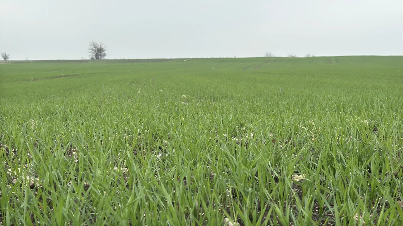 Trakya'da çiftçilerin buğday ekim mesaisi sürüyor