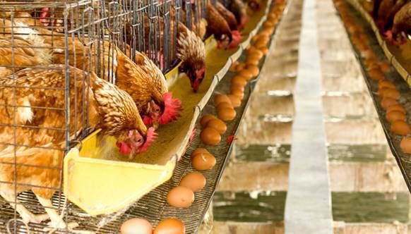 TÜİK açıkladı! Türkiye'de kümes hayvancılığı üretimi