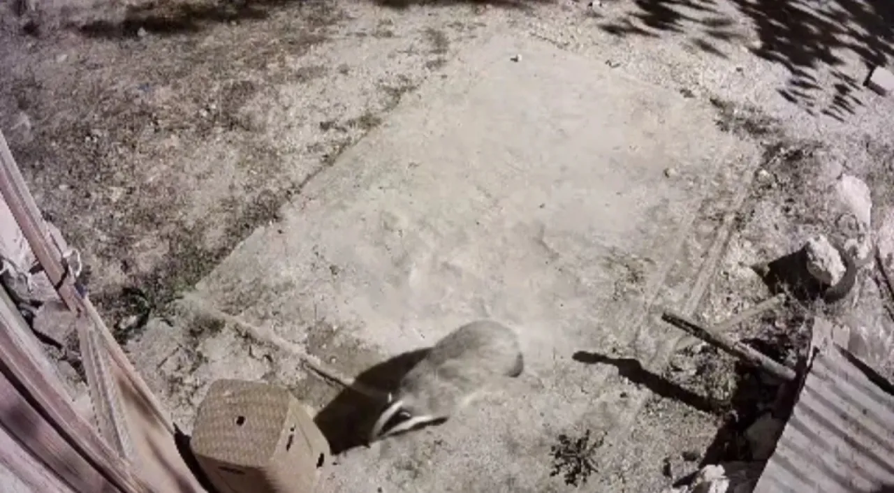 Türkiye’de nadir görülen bal porsuğu ile sansar kamerada