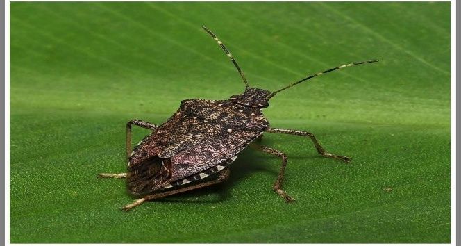 Türkiye genelinde 'Kahverengi kokarca' alarmı verildi! Karadeniz'i tümden sardı