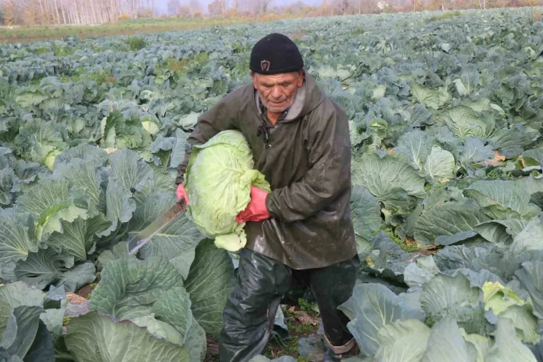Turşunun vazgeçilmezi lahana fiyatı 4'e katlanıyor: Tarlada 50 tezgahta 200 lira..