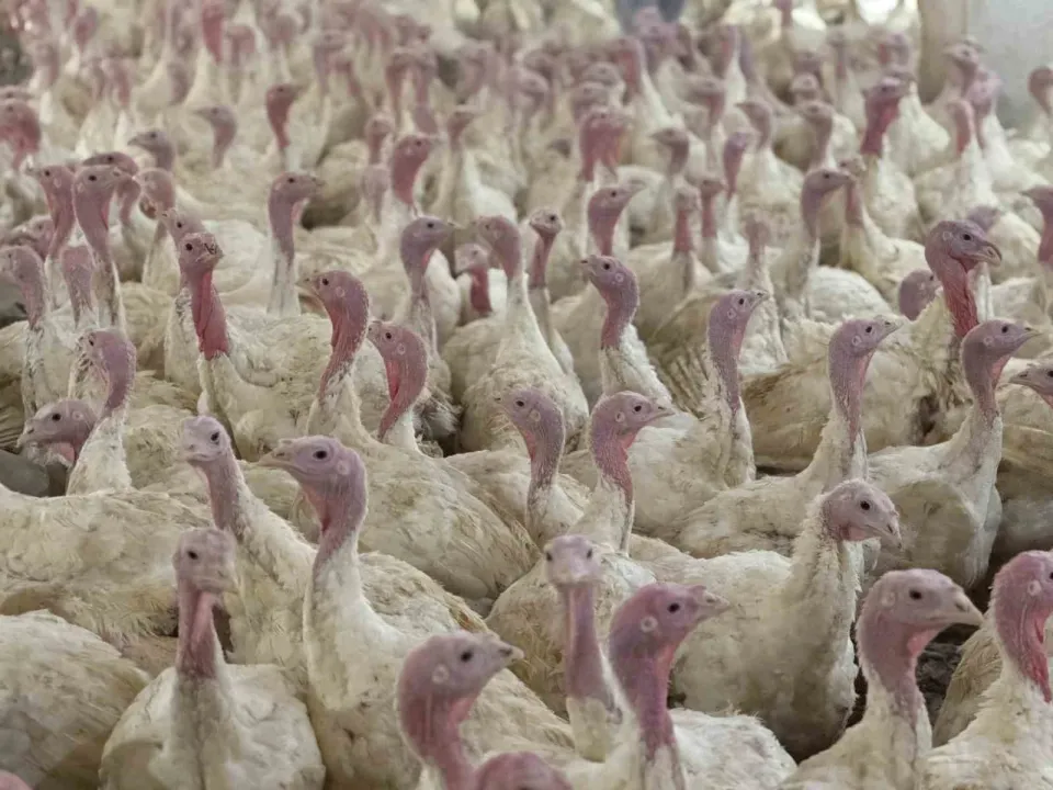 Üreticilere "kuş gribi" uyarısı