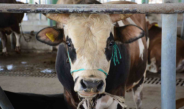Uzmanından 'Deli dana' uyaırsı