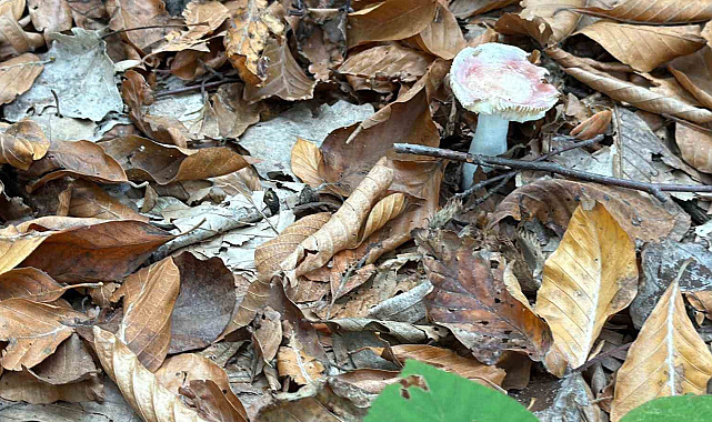 Uzmanından mantar uyarısı: "Hepsi risk içeriyor"