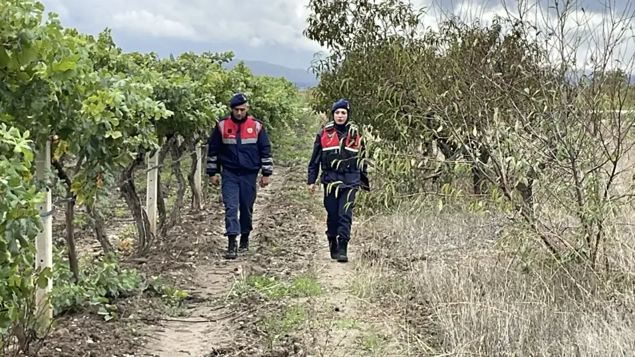 Üzüm bağlarında zirai donun ardından hırsızlık endişesi, "Bir kaç kişi yarım saatte mahsulü götürüyor"