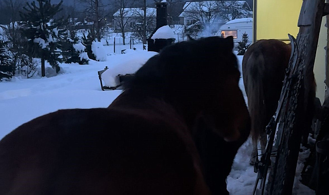 Yabani yılkı atları evine kadar geldi, ortaya samimi anlar çıktı: "Hoş geldiniz"