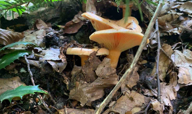 Yağışlarla birlikte artan doğada mantar dikkat