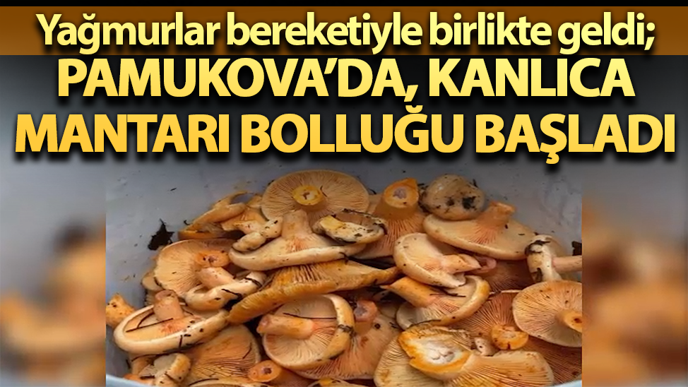 Yağmurlar bereketiyle birlikte geldi; Pamukova’da Kanlıca Mantarı bolluğu başladı