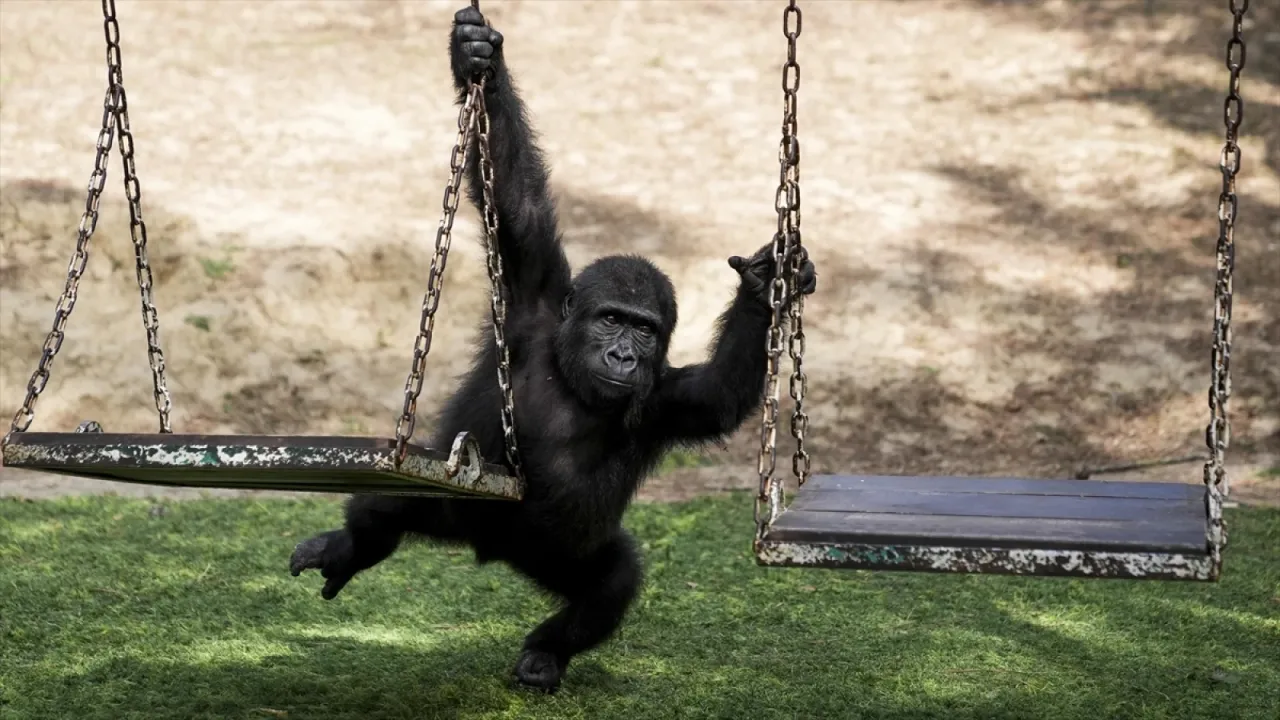 Yavru goril "Zeytin" Türkiye'de kalacak