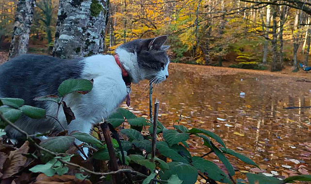 Yedigöller Milli Parkı ziyaretçi akınına uğradı