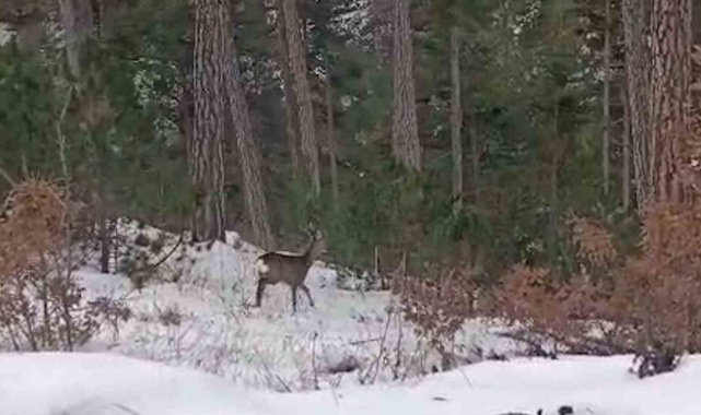 Yiyecek arayan yaban hayvanları karlı yollara indi