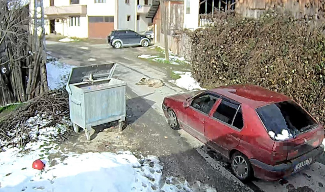 Yolda yatan köpeği ezip, yoluna devam etti