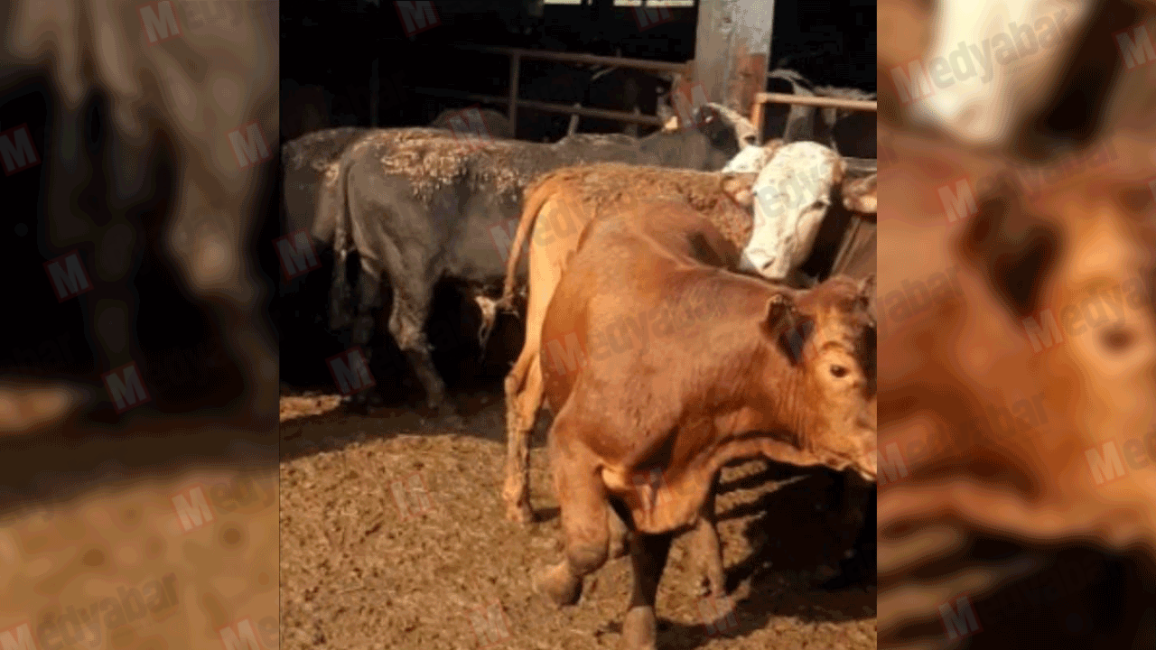 Yurtdışından gelen angus tosunlar kayboldu