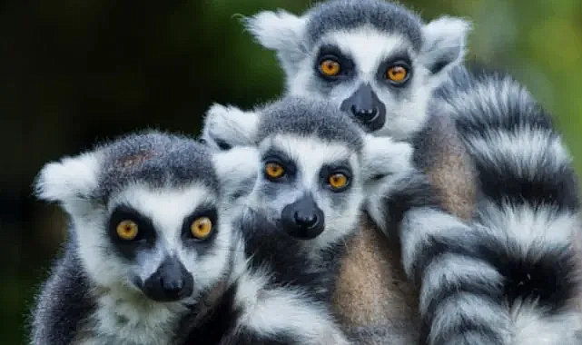 Zengin Sofraları Lemurları Yok Ediyor